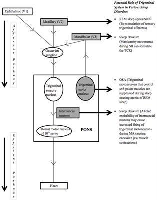 Sleep Disorders: Is the Trigemino-Cardiac Reflex a Missing Link?